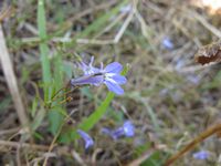 Lobelia kirkii fl-t.JPG